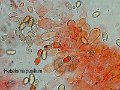 Hebeloma pusillum-amf877-2